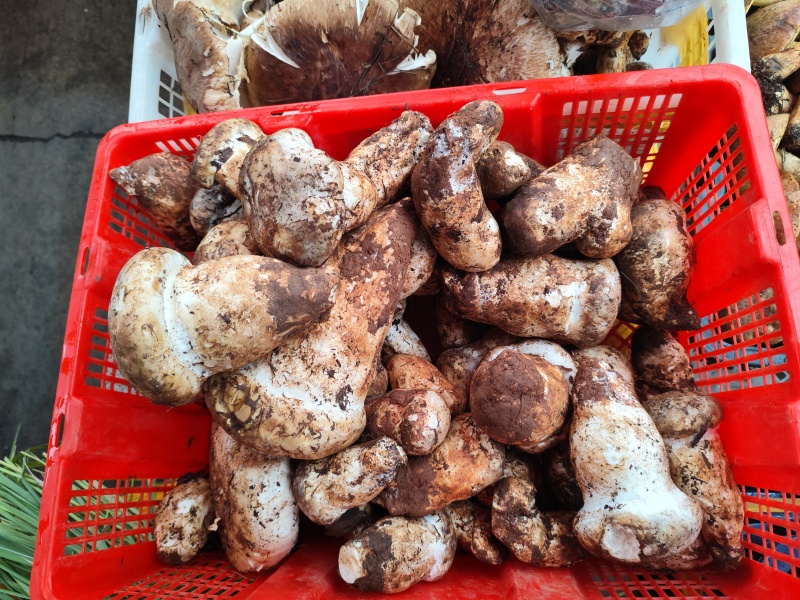 各种野生菌大量上市