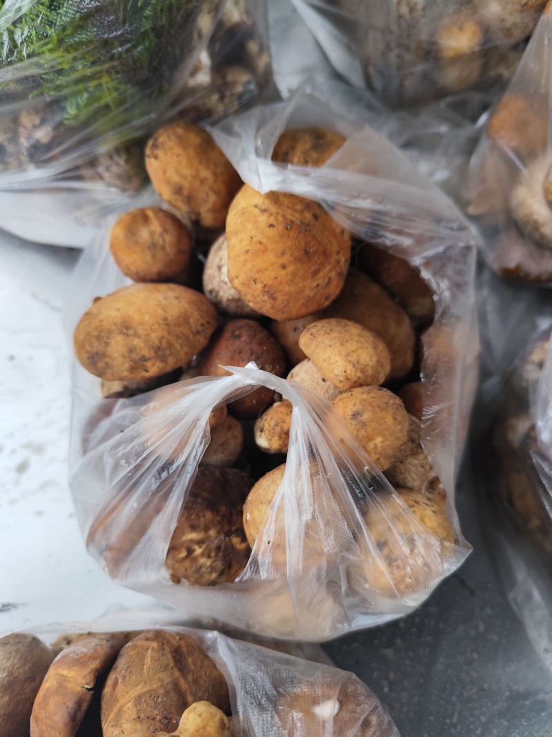 各种野生菌大量上市