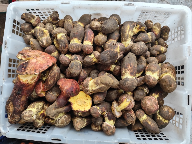 各种野生菌大量上市