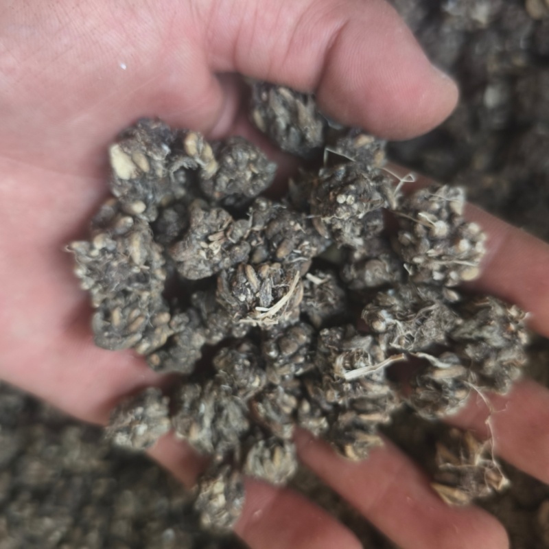 猫爪草各种规格都有都是现货供应老板需要联系我