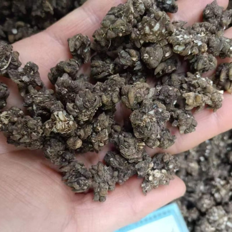 猫爪草各种规格都有都是现货供应老板需要联系我