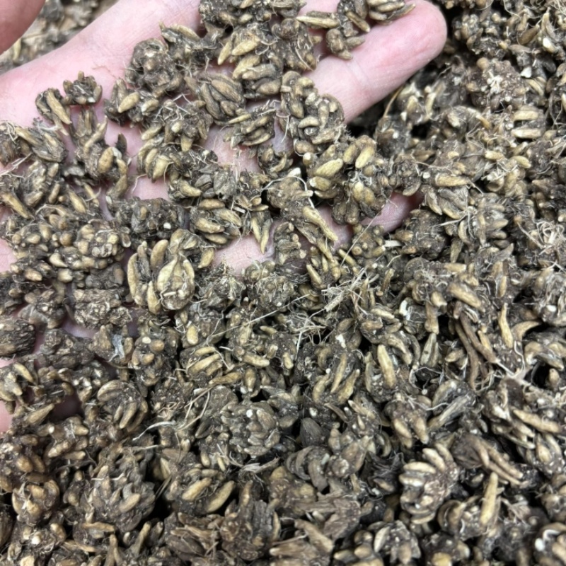 猫爪草各种规格都有都是现货供应老板需要联系我