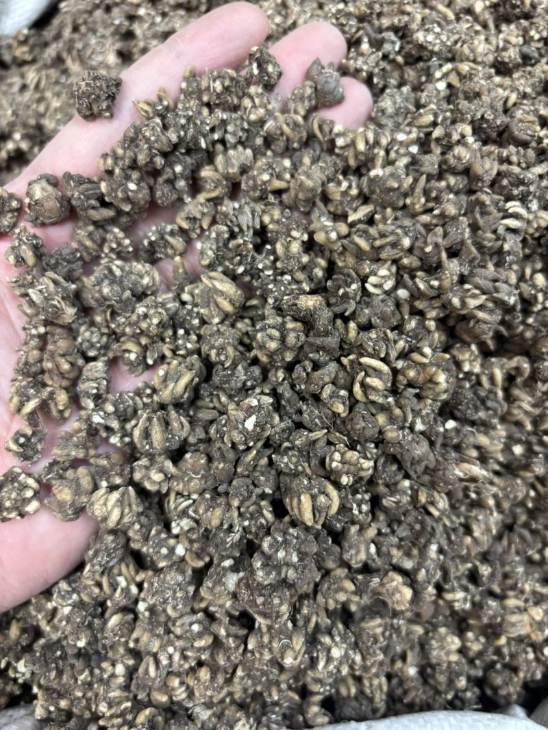猫爪草各种规格都有都是现货供应老板需要联系我