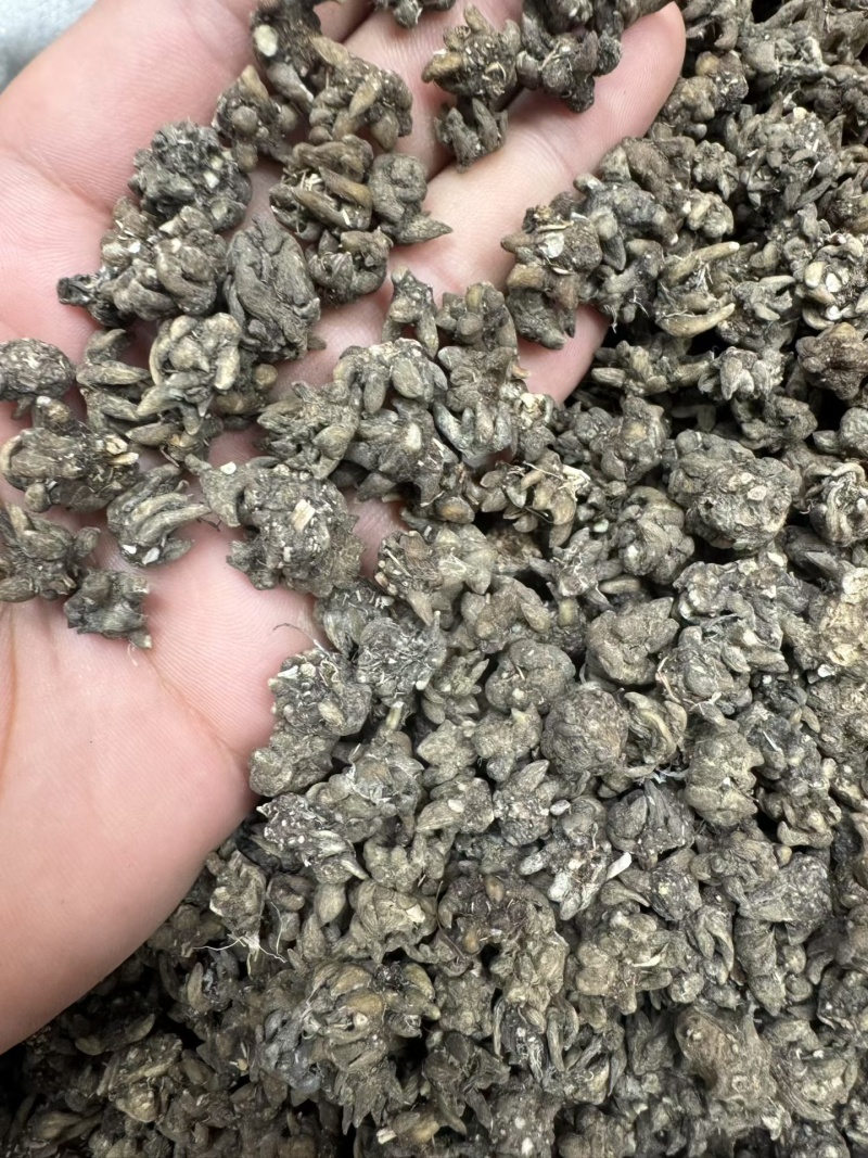 猫爪草各种规格都有都是现货供应老板需要联系我