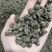 猫爪草各种规格都有都是现货供应老板需要联系我