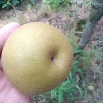 四两五起步上不封顶