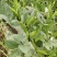 甘肃临夏和政县蚕豆鲜夹种植200亩基地即将上市