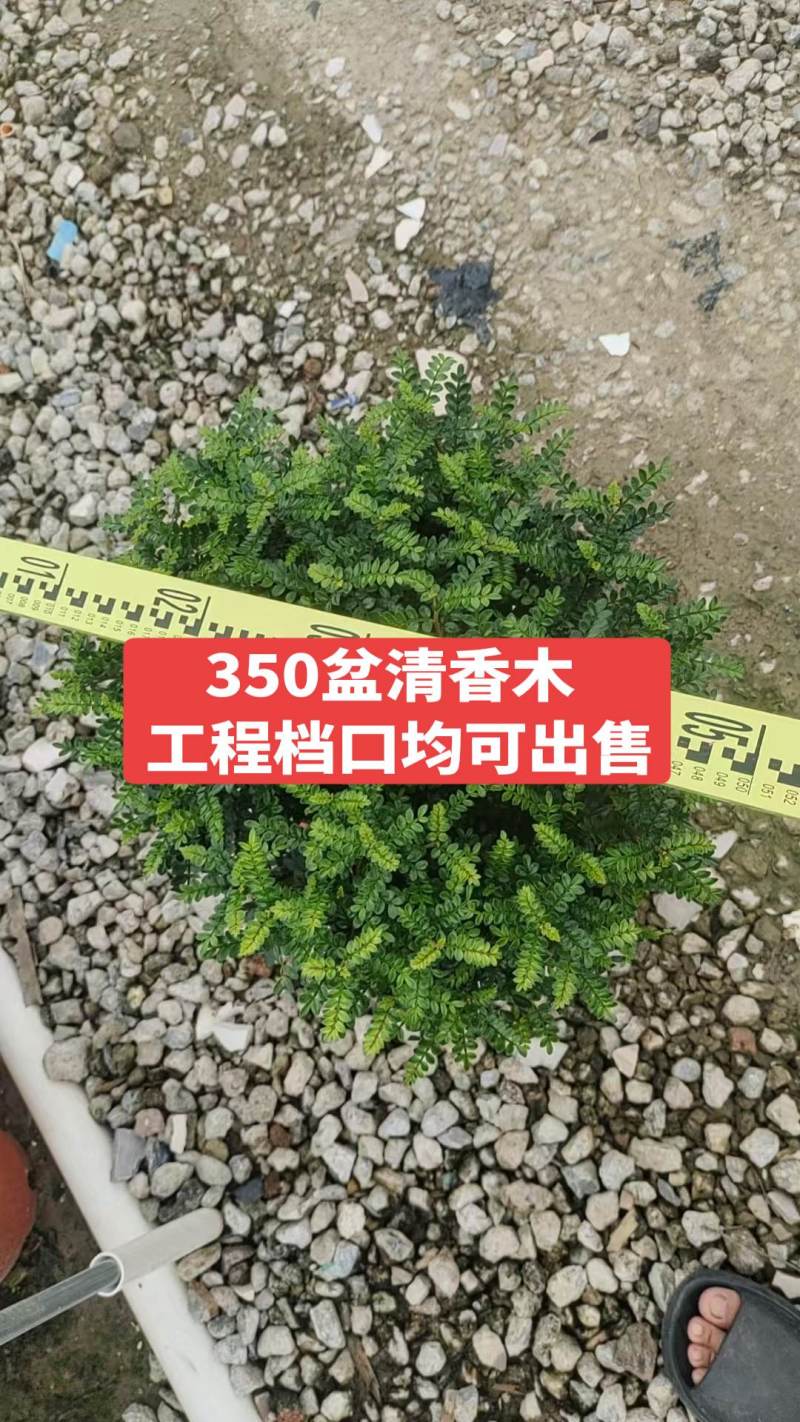 清香木