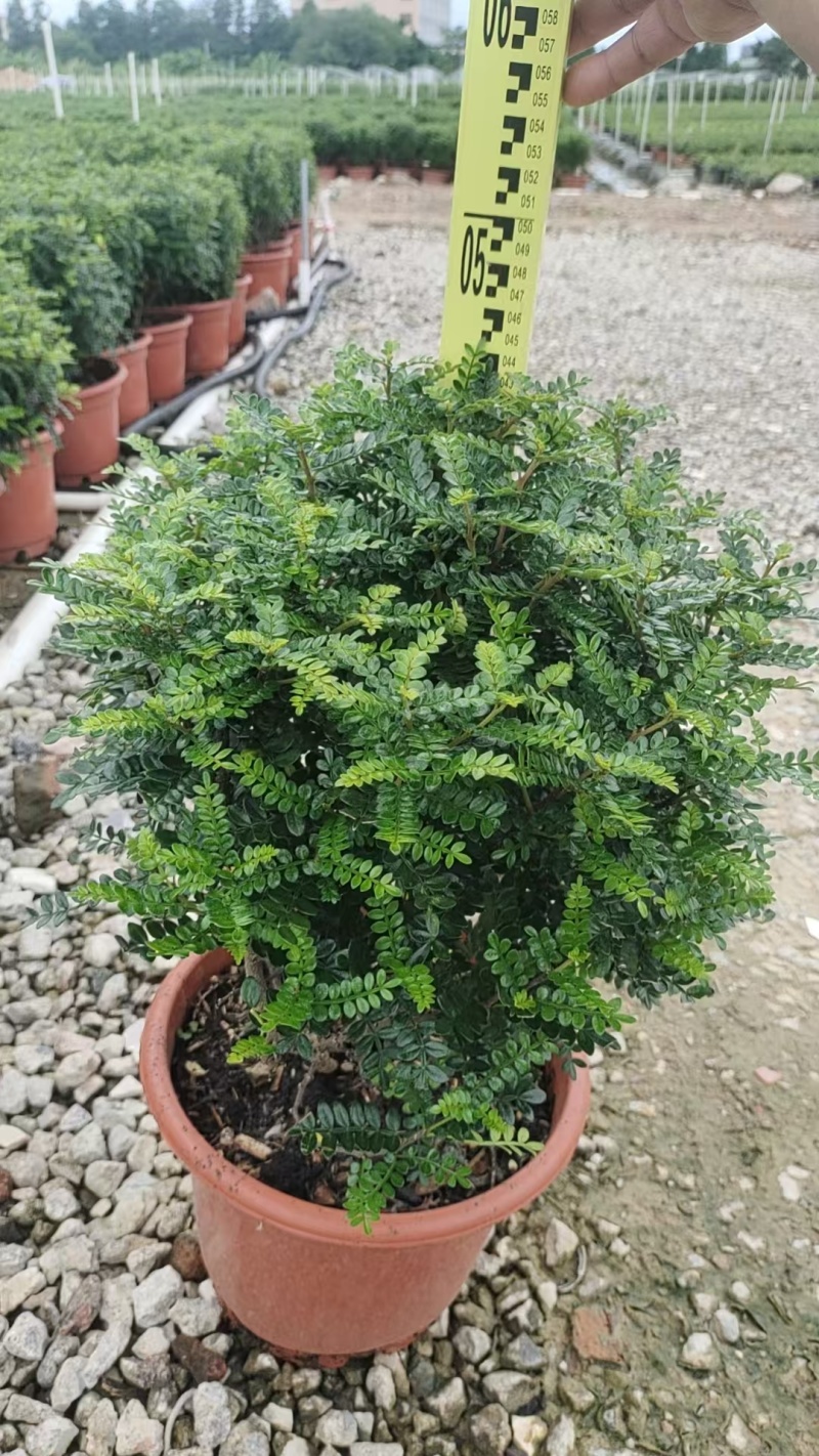 清香木