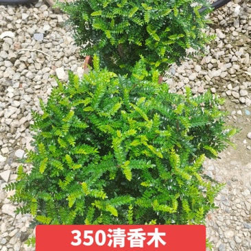 清香木