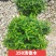 清香木