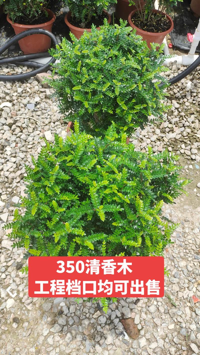清香木