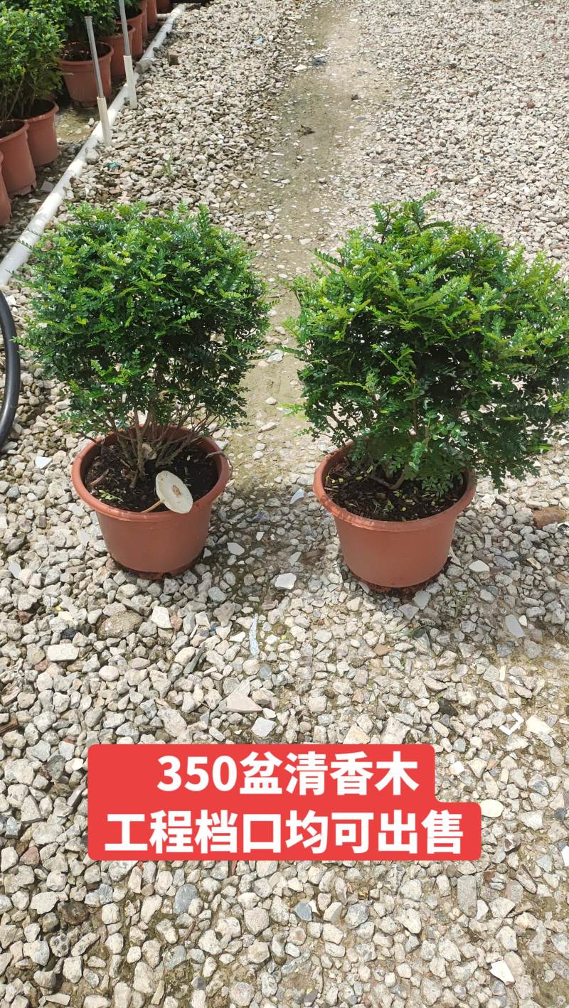 清香木