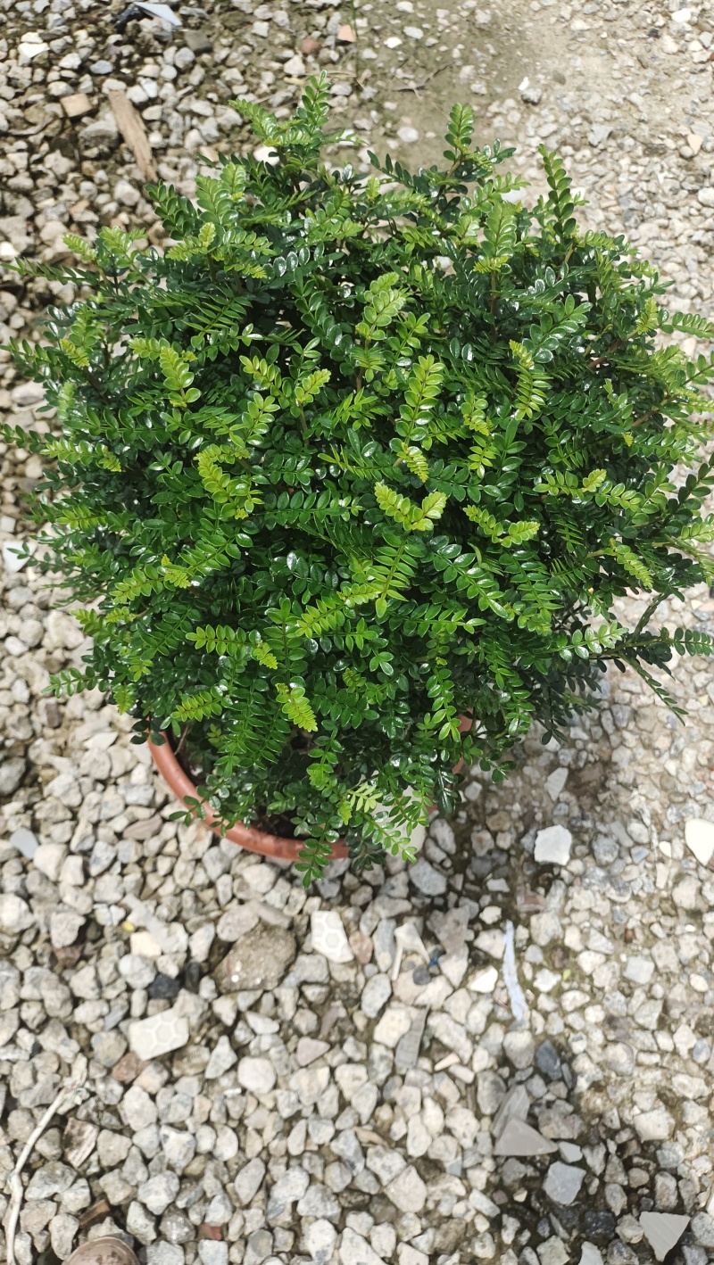 清香木