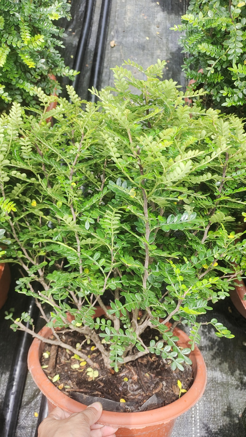 清香木