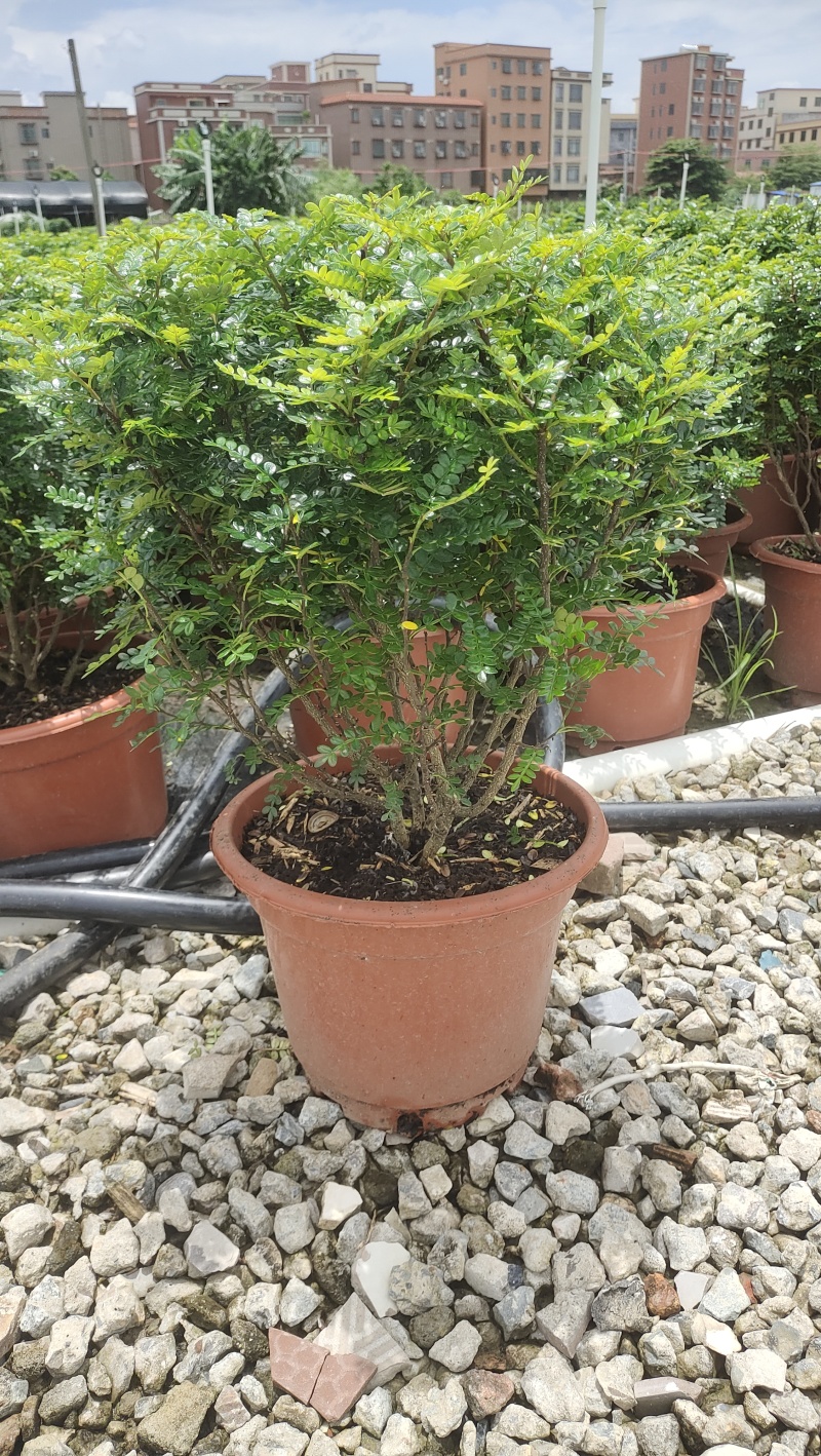 清香木