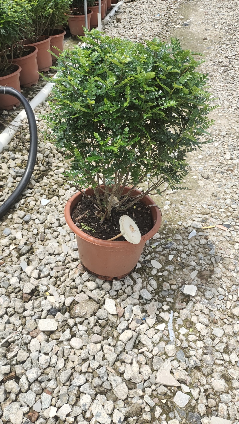 清香木