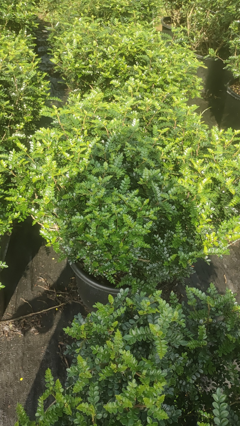清香木球