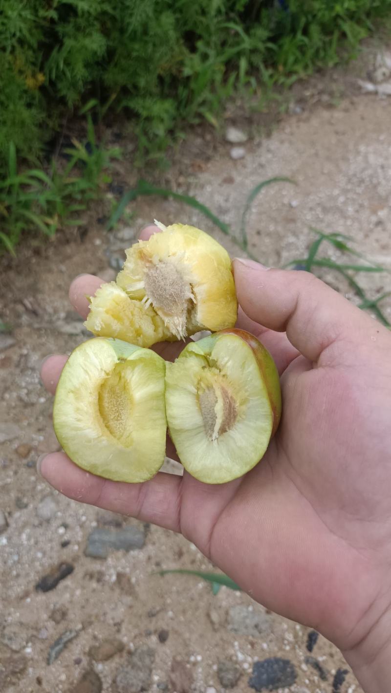 吉盛李子