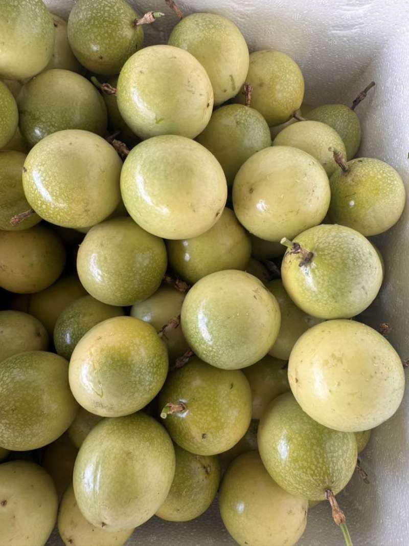 钦蜜9号百香果，一件也发，社区团购，零售批发。