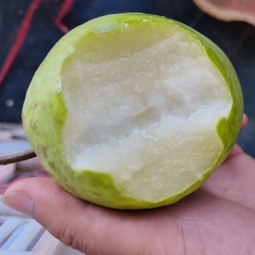 沂蒙山区费县早葵梨皮薄汁多甜掉牙