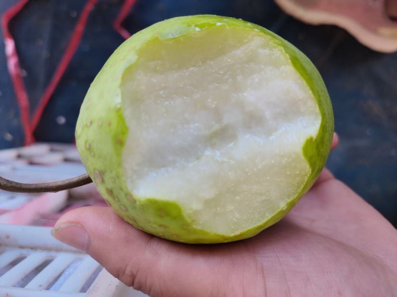 沂蒙山区费县早葵梨皮薄汁多甜掉牙