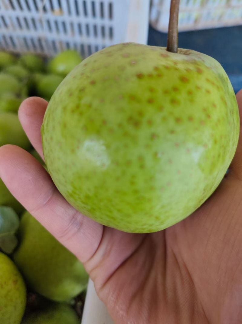 沂蒙山区费县早葵梨皮薄汁多甜掉牙