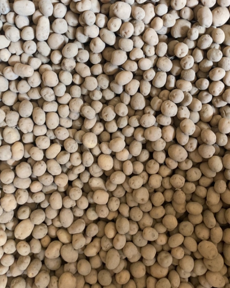 黄皮黄心小土豆质量保证