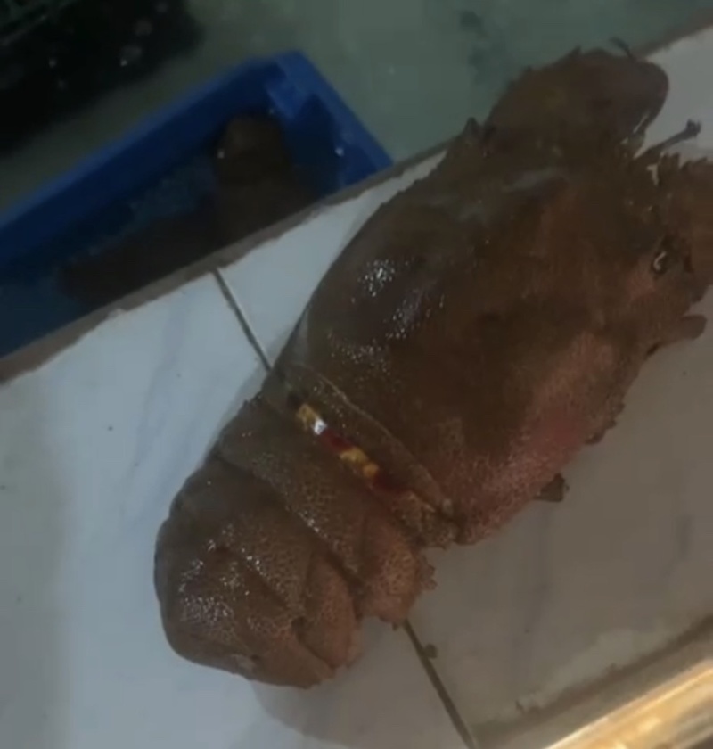西非毛里塔尼亚犀牛虾