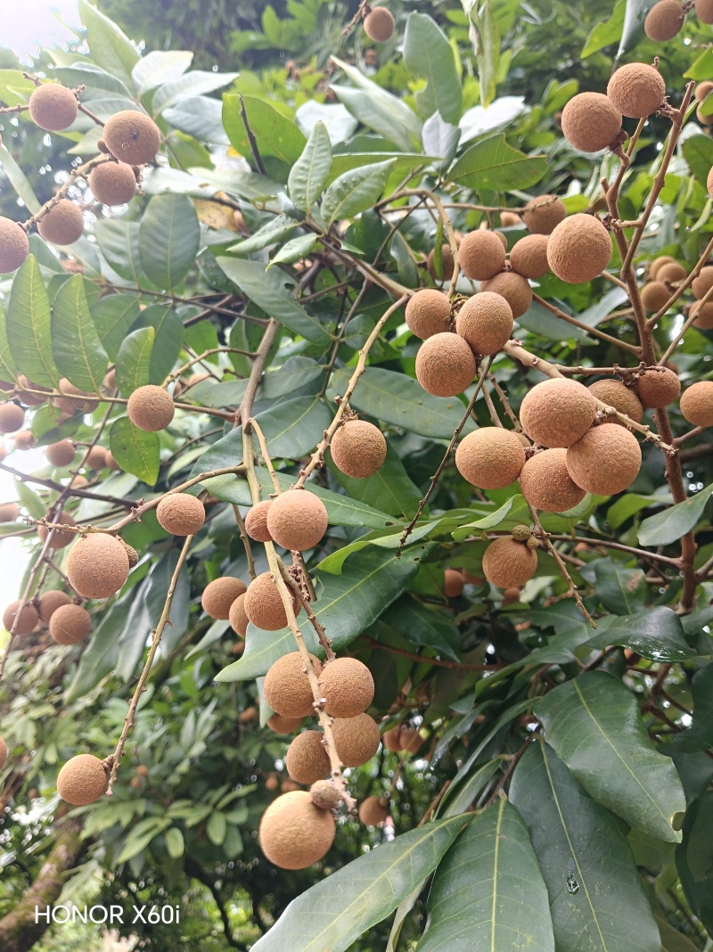 龙眼