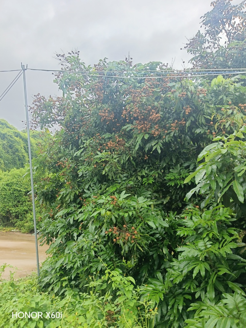 龙眼
