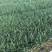 麦冬苗10-30高，基地直销，一手货源，无中间商赚差价