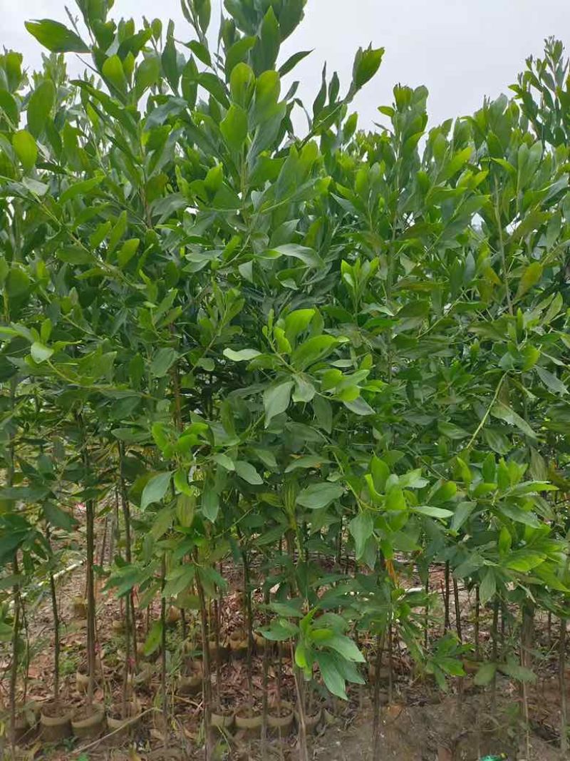 大叶相思20-300高，规格齐全，基地直销，一手货源