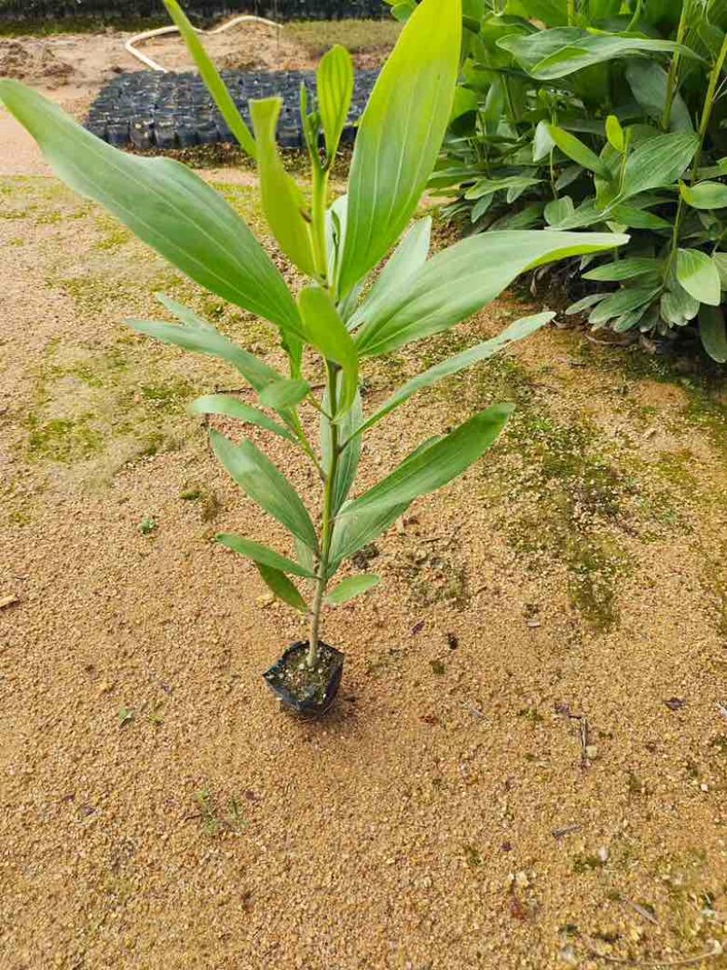 大叶相思20-300高，规格齐全，基地直销，一手货源