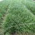 麦冬草10-30高，基地直销，一手货源，规格齐全，欢迎来电