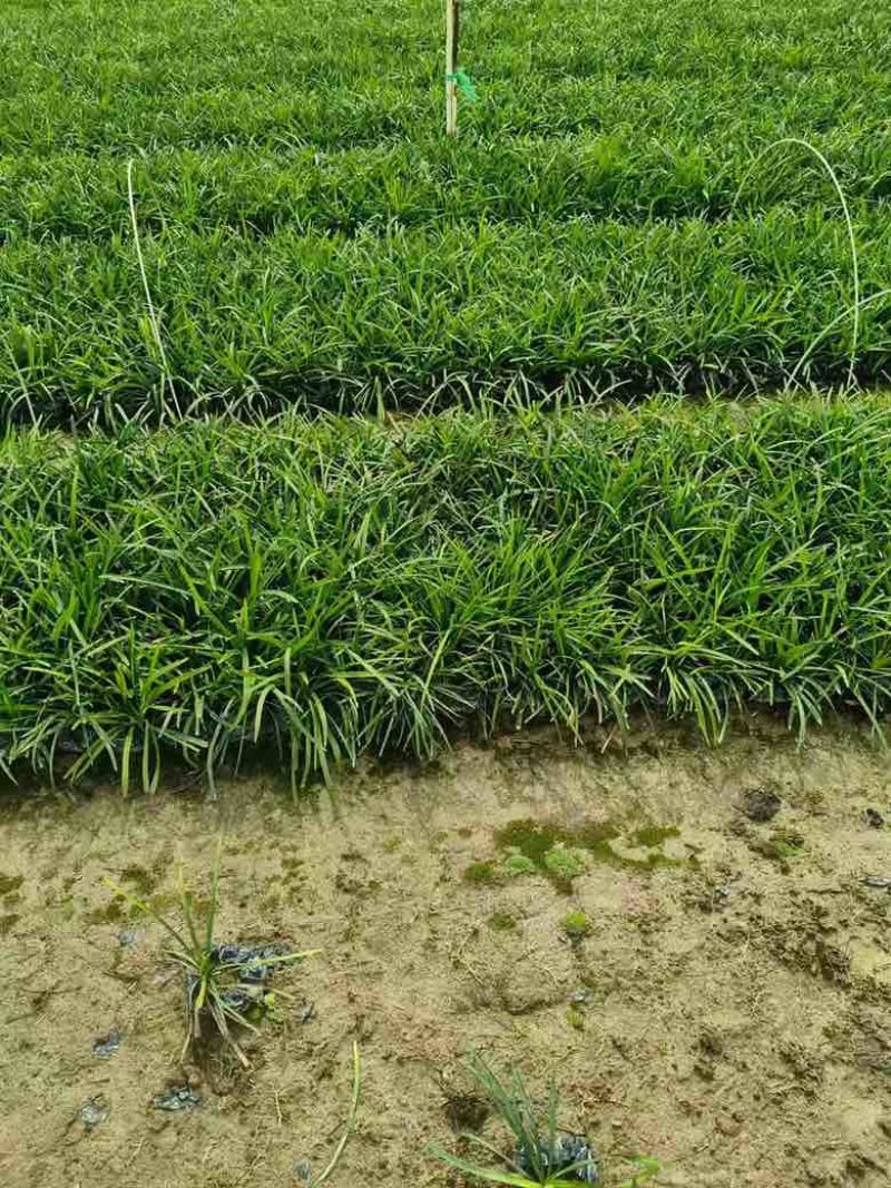 麦冬草10-30高，基地直销，一手货源，规格齐全，欢迎来电