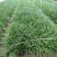 麦冬草10-30高，基地直销，一手货源，规格齐全，欢迎来电
