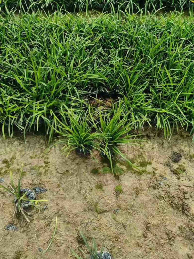 麦冬草10-30高，基地直销，一手货源，规格齐全，欢迎来电