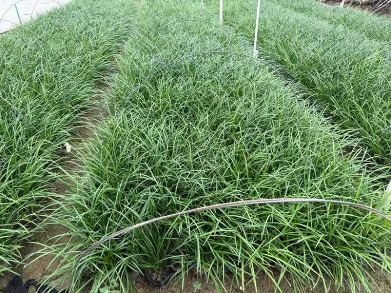 麦冬苗10-30高，规格齐全，一手货源，基地直销，大量现货