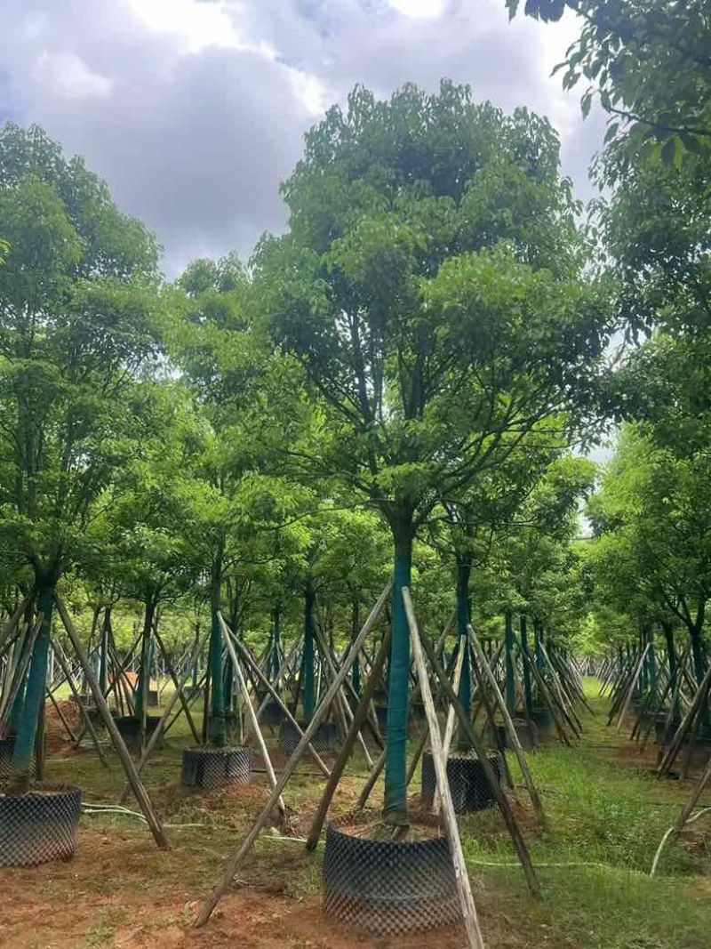 全冠香樟8-35分，基地直销，一手货源，无中间商赚差价