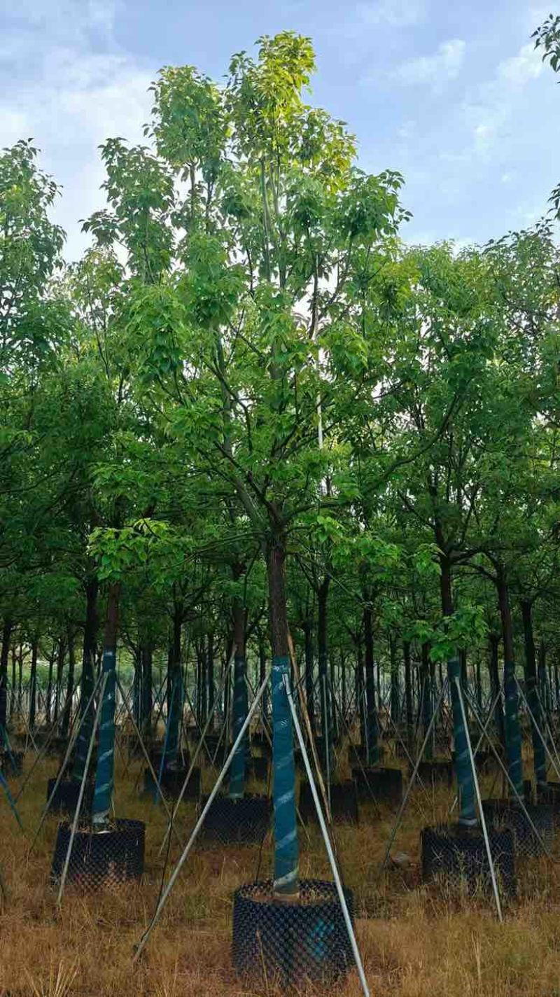 全冠香樟8-28分，基地直销，一手货源，无中间商赚差价