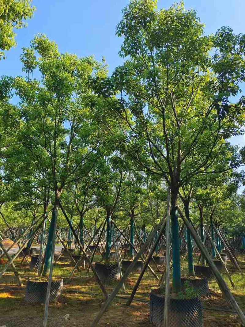 全冠香樟8-28分，基地直销，一手货源，无中间商赚差价