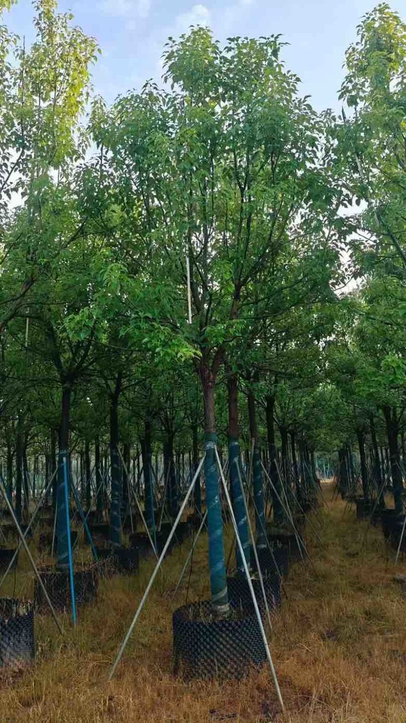 全冠香樟8-30分，一手货源，基地直销，欢迎来电咨询选购