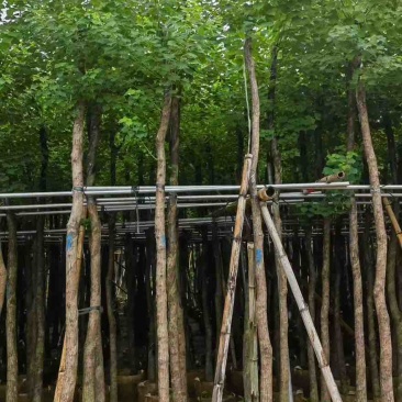 乌桕5-15分，基地直销，一手货源，无中间商赚差价