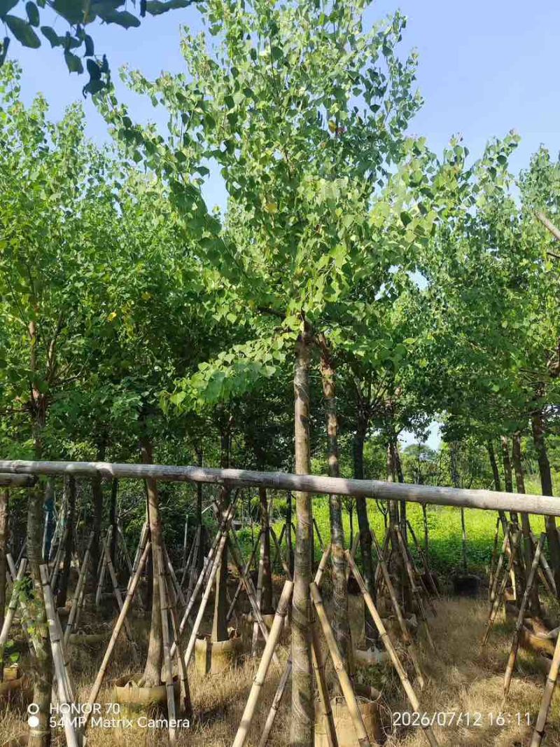 乌桕5-15分，基地直销，一手货源，无中间商赚差价