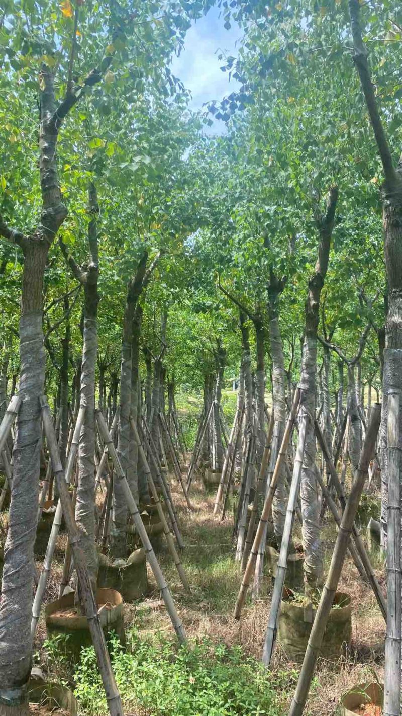 乌桕5-15分，基地直销，一手货源，无中间商赚差价