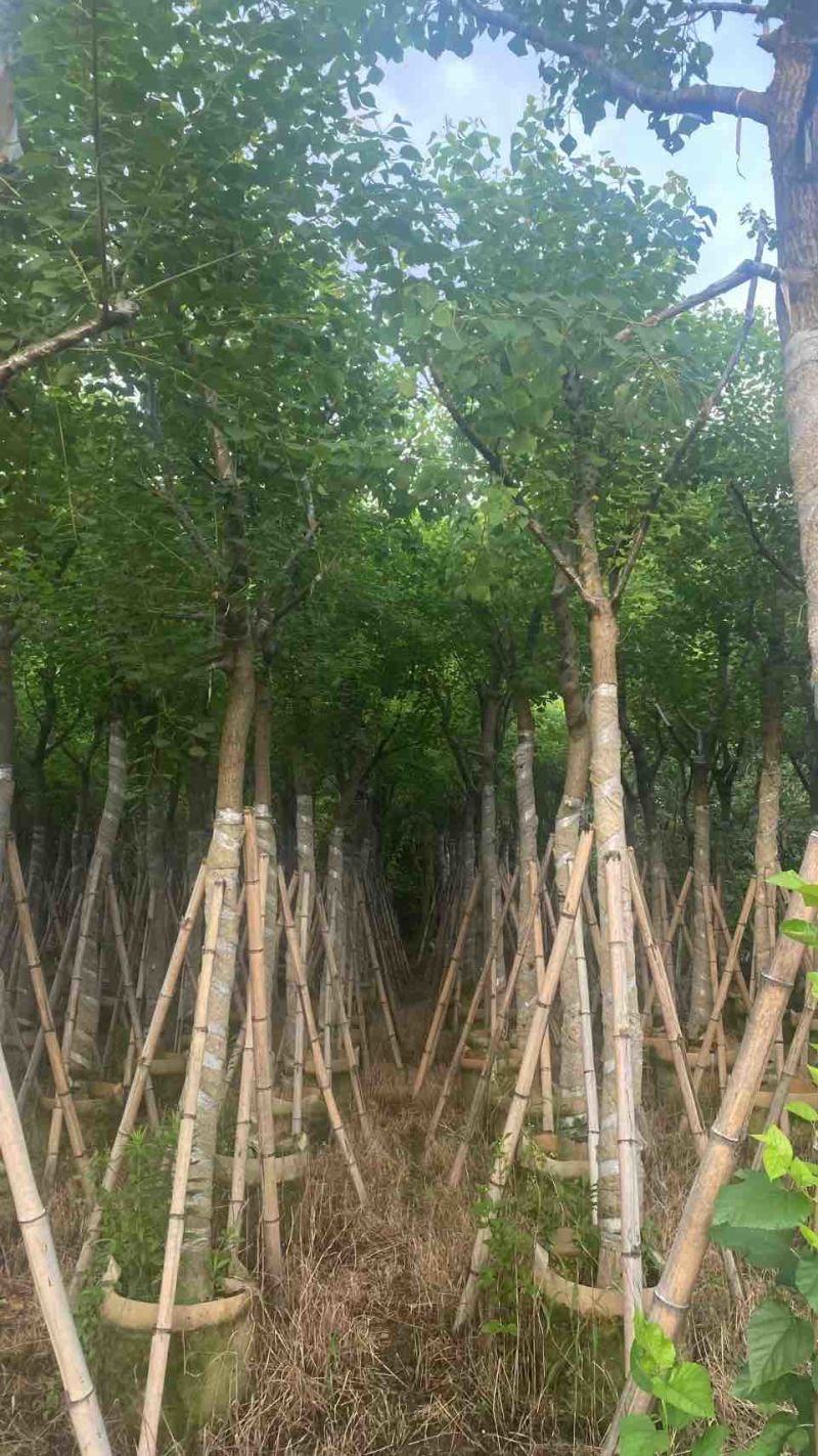 乌桕5-15分，基地直销，一手货源，无中间商赚差价