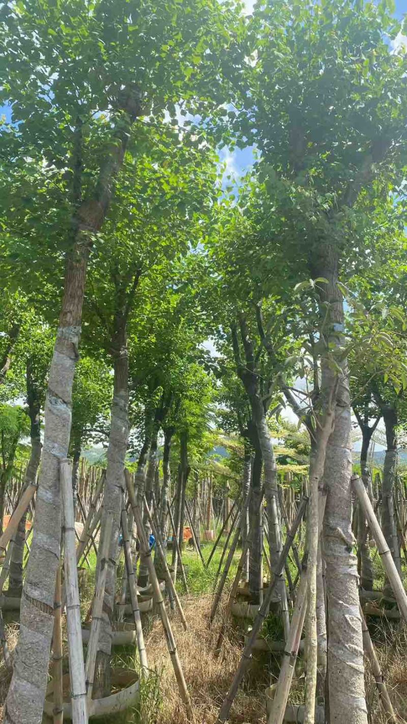 乌桕5-15分，基地直销，一手货源，无中间商赚差价