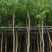 乌桕5-15分，基地直销，一手货源，无中间商赚差价