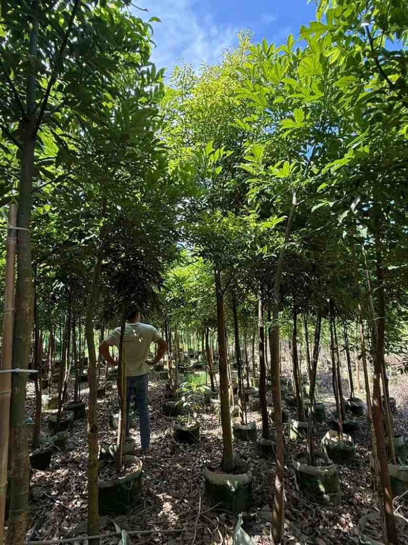 海南红豆1-8分，基地直销，一手货源，无中间商赚差价